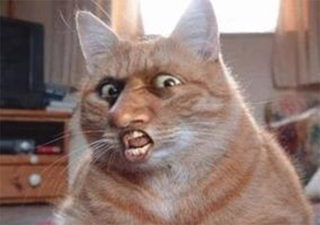 Illustration for article titled Top Five Cats Who Just Can't Even!